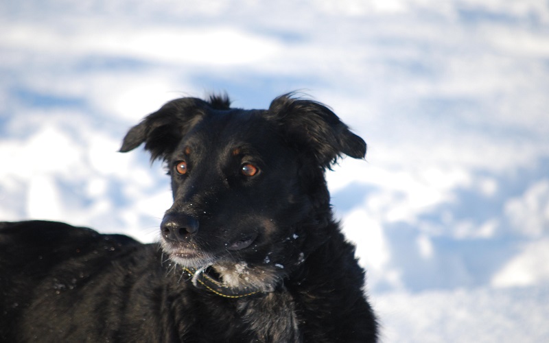 Alla Scoperta di Come i Cani Vedono i Colori