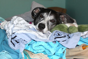 laundry-dog