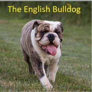 diversi tipi di bulldog
